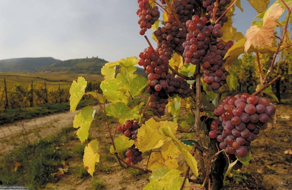 Hotel Berceau Du Vigneron Turckheim Εξωτερικό φωτογραφία